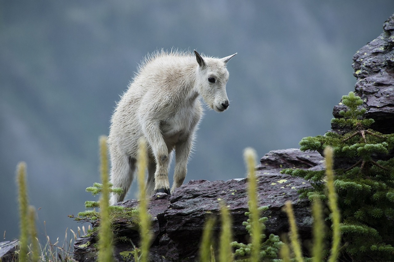 mountain goat wildlife nature free photo