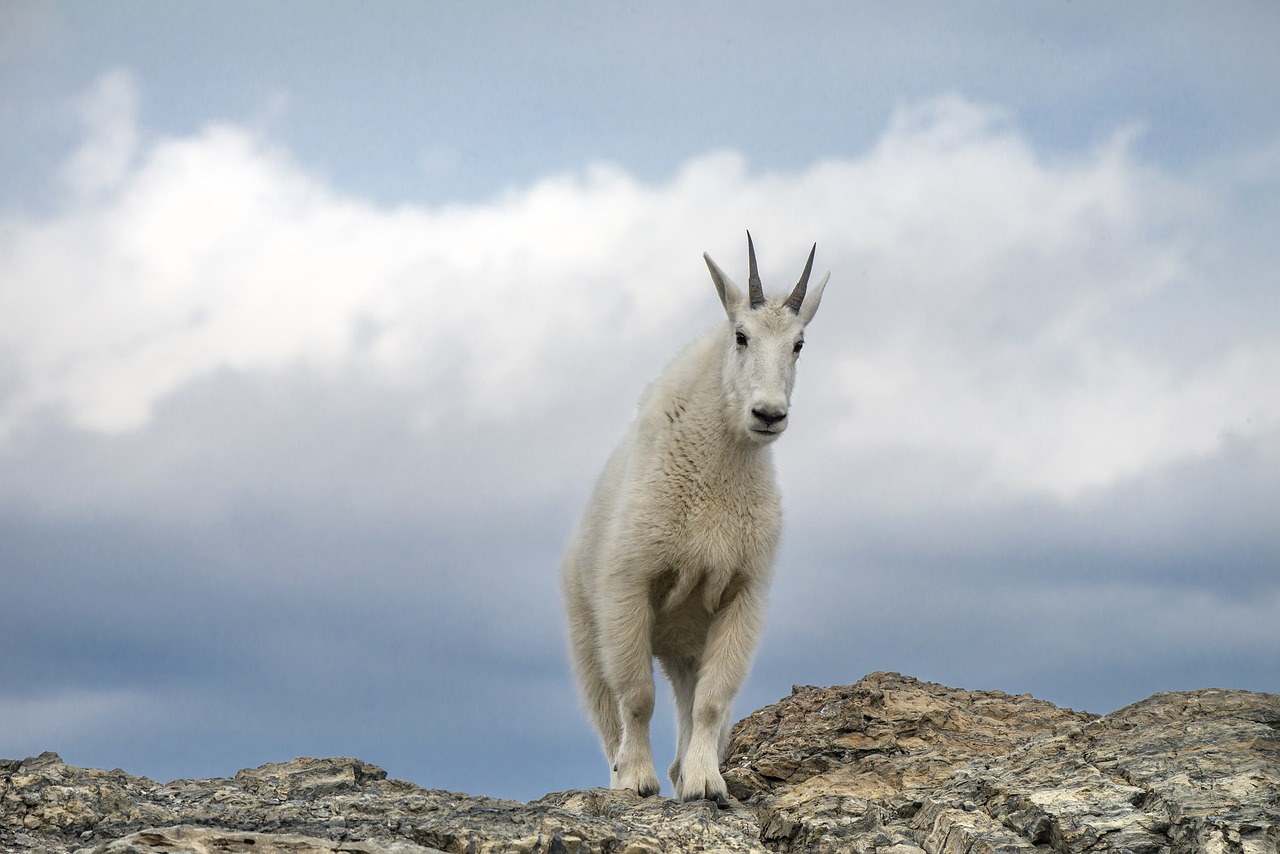 mountain goat wildlife nature free photo