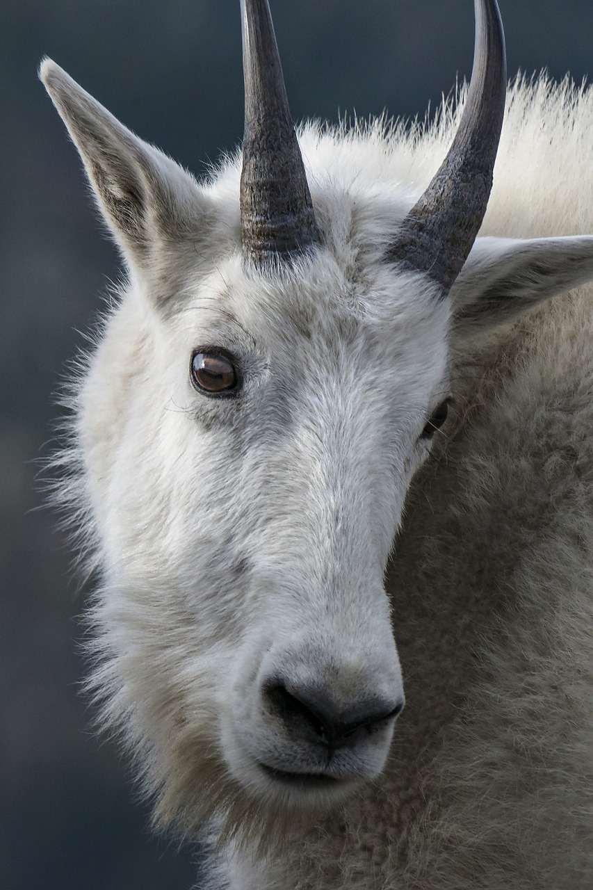 mountain goat portrait head free photo