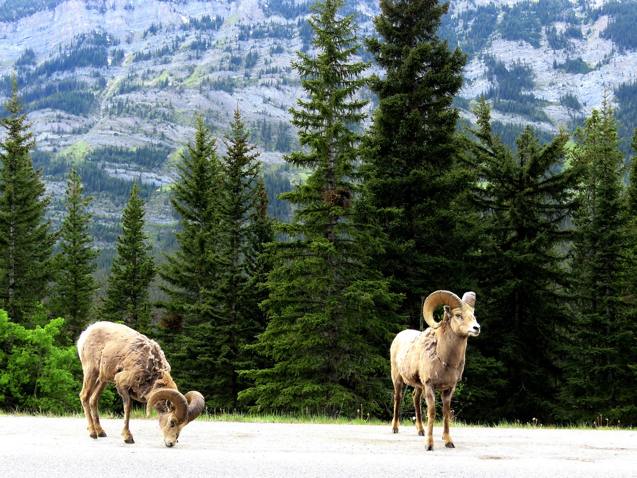 mountain goat wildlife spring free photo