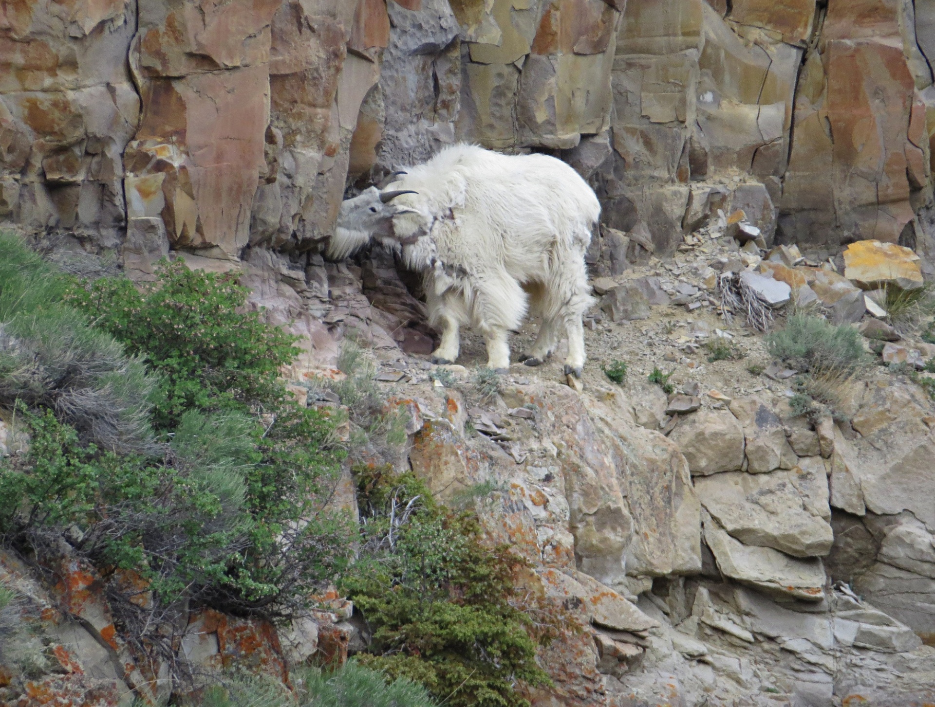 goat mountain cliff wildlife free photo