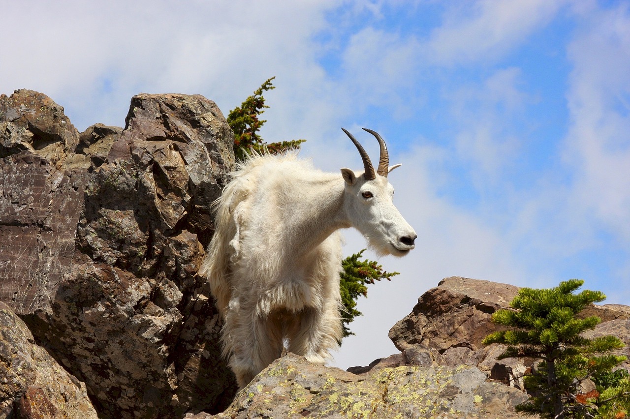 mountain goat rocks wildlife free photo