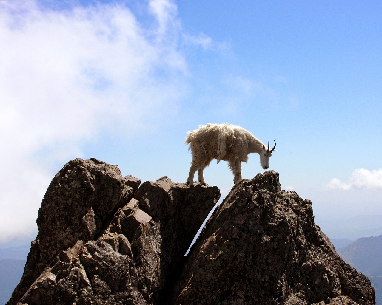 mountain goat rocks wildlife free photo