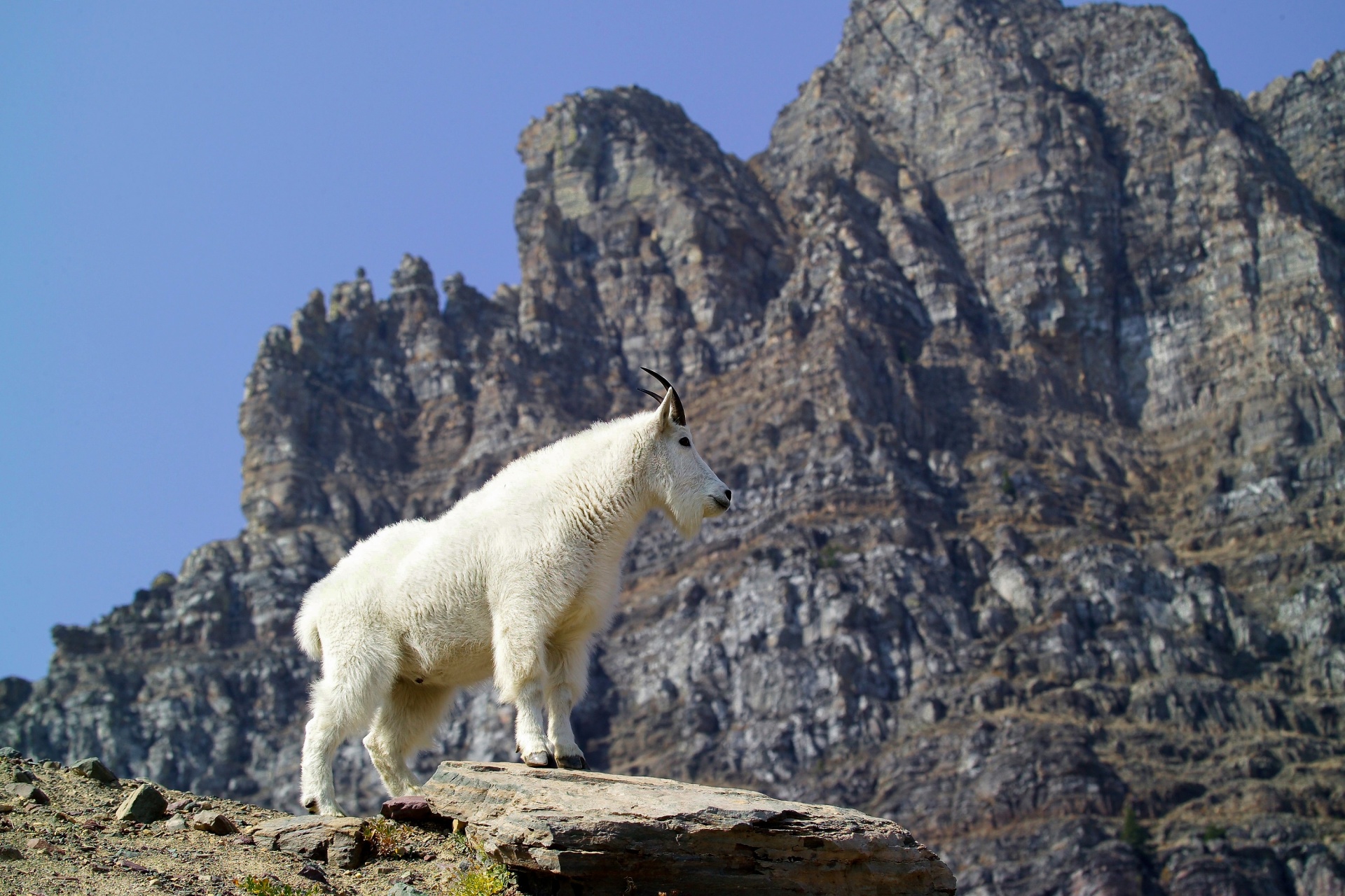 mountain goat portrait free photo