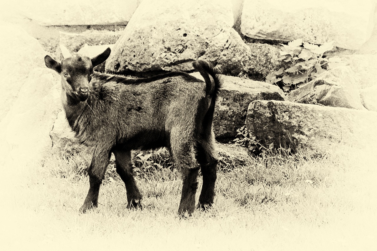 mountain goat black and white retro look free photo