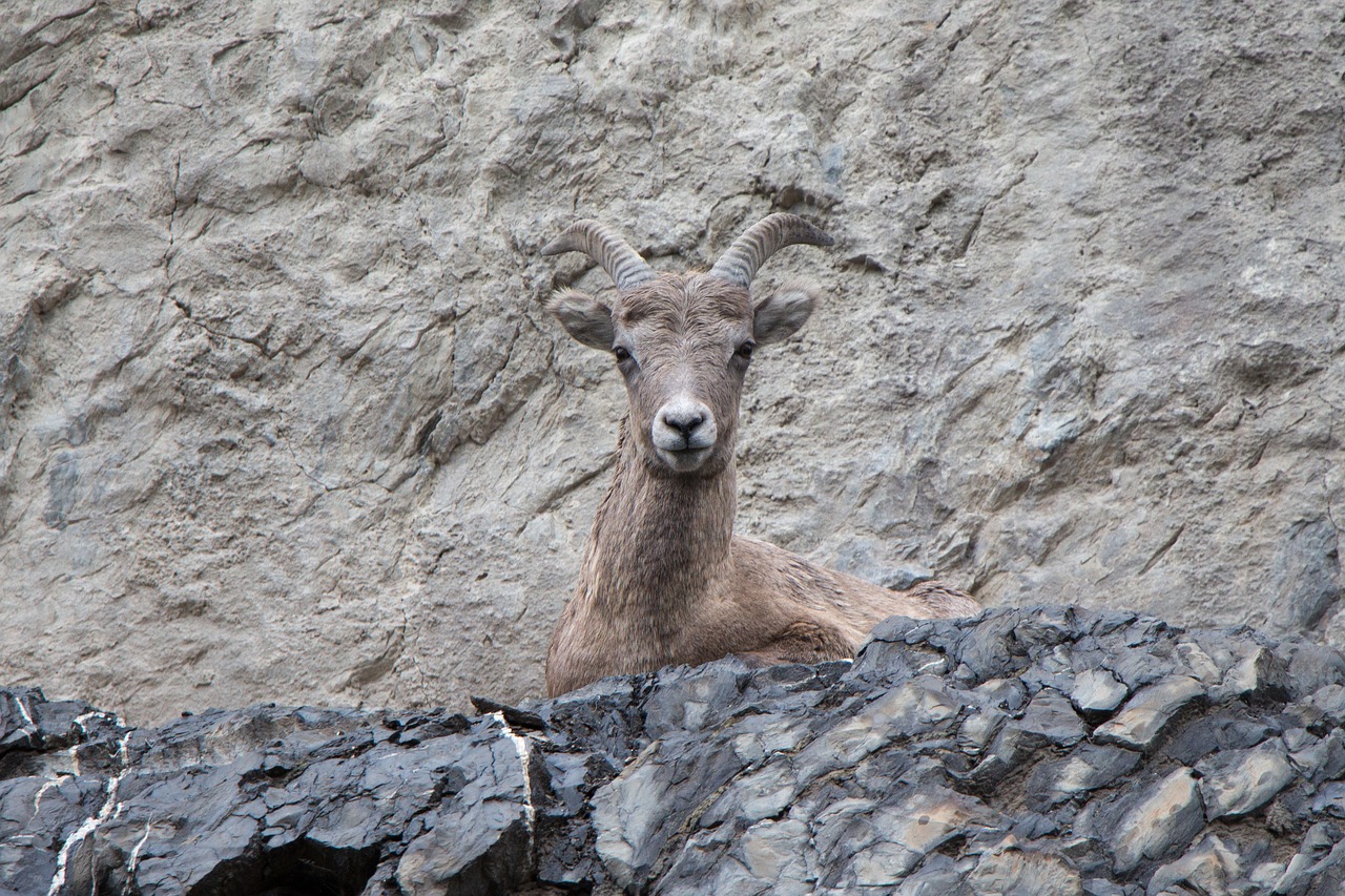 mountain goat cliff horn free photo