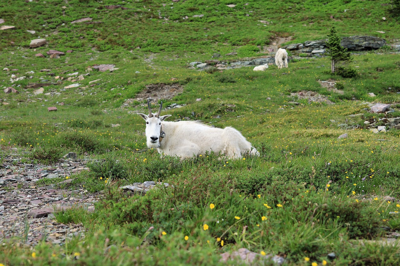 mountain goat animal goat free photo