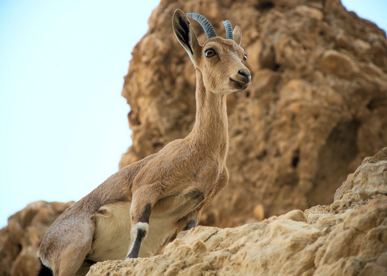 mountain goat rock desert free photo