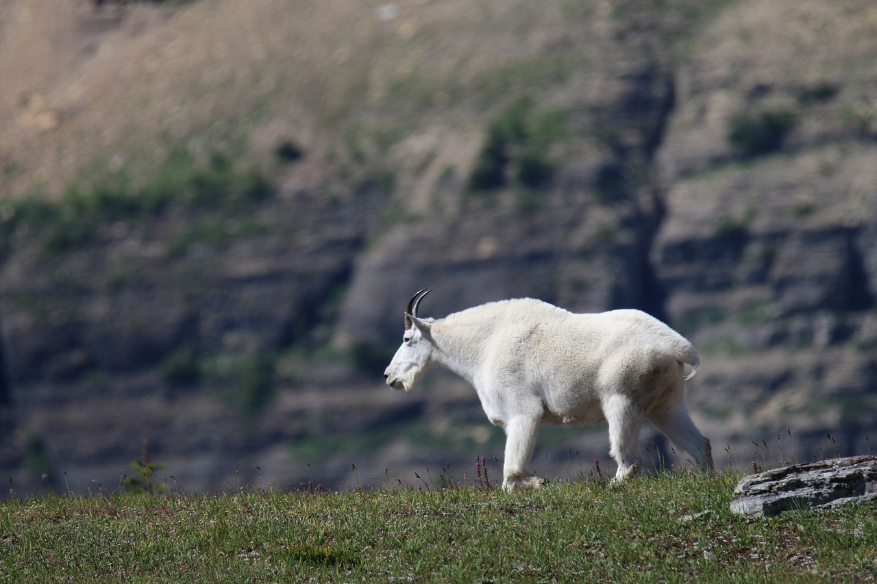 mountain goat goat glacier park free photo