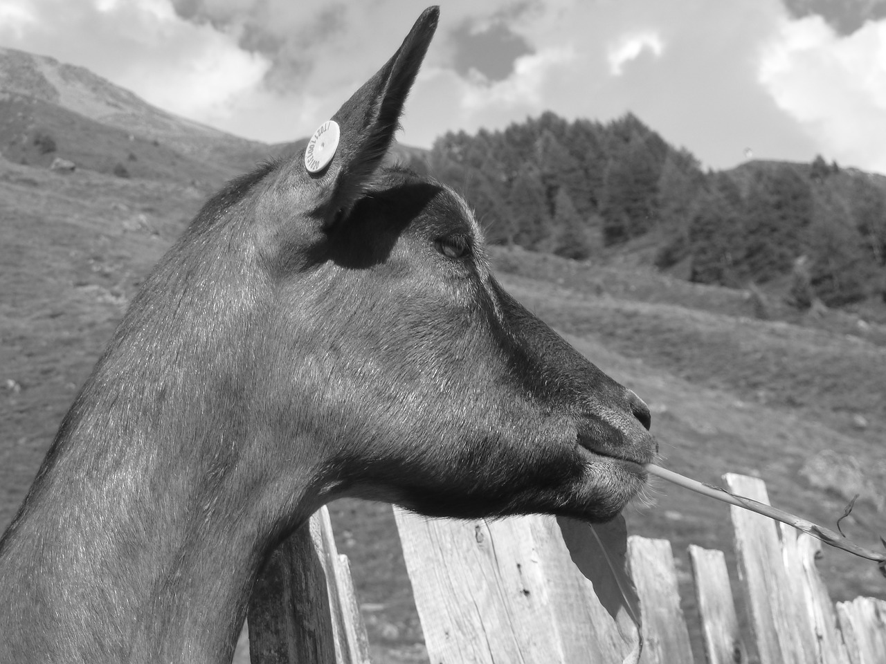 mountain goat farm wildlife photography free photo