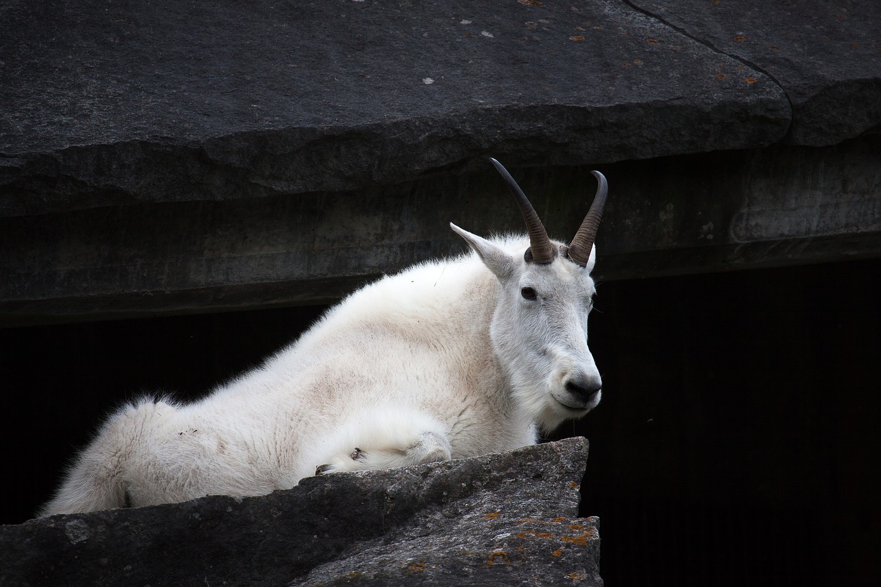 mountain goat goat zoo free photo