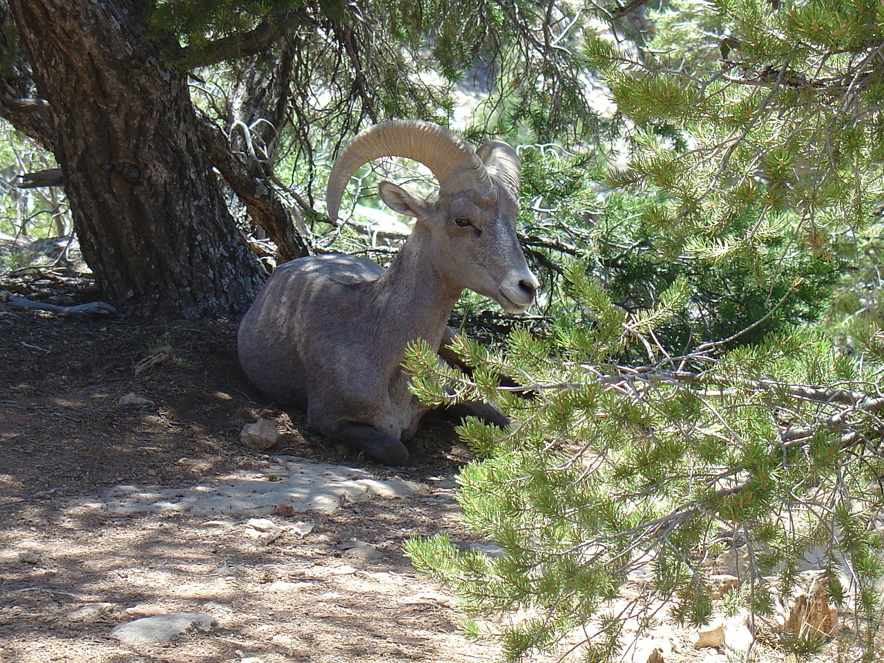 mountain goat goat wildlife free photo