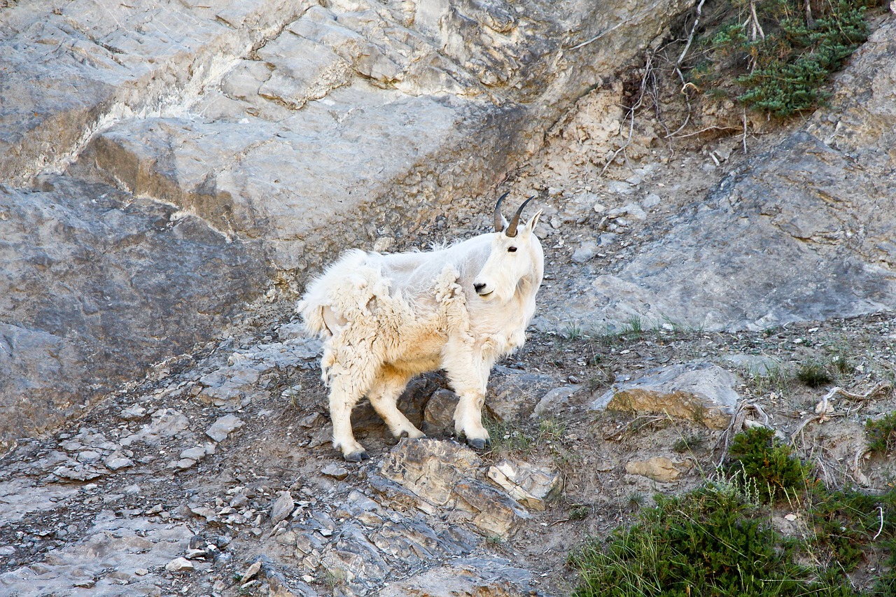 mountain goat  goat  jasper free photo