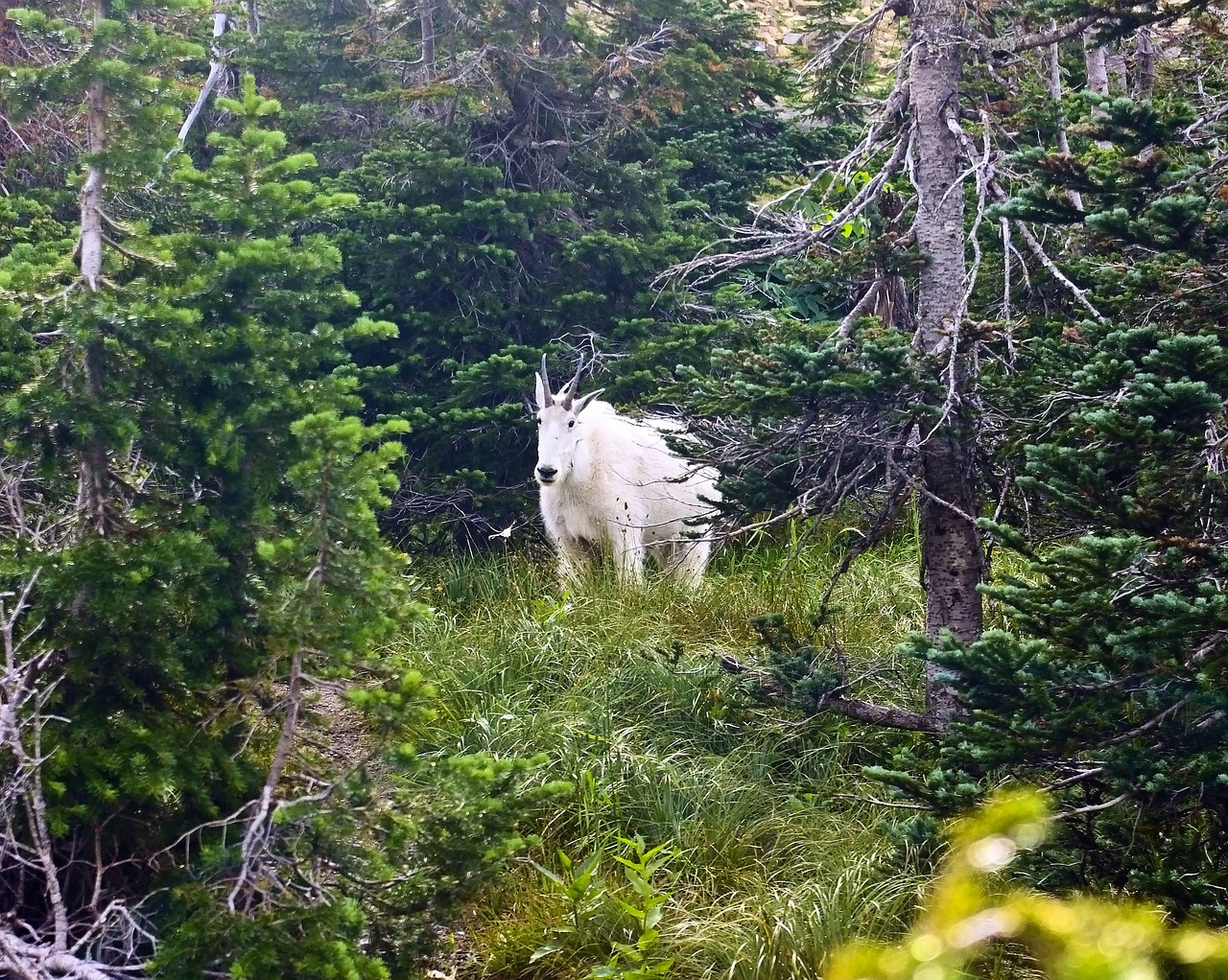 mountain goat  alpine  forest free photo