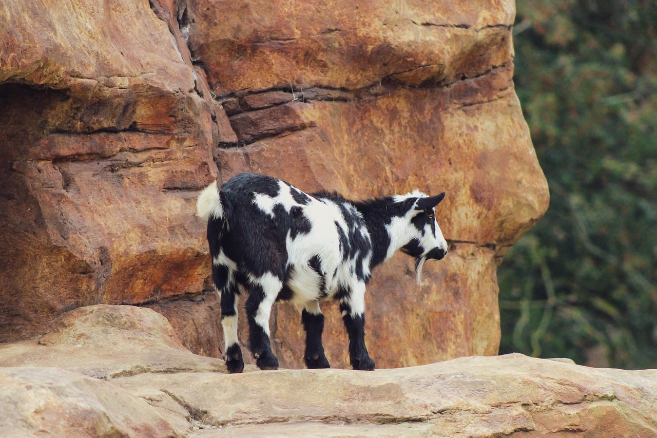 mountain goat  goat  rock free photo