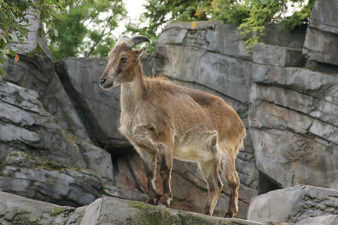 mountain goat  need  landscape free photo