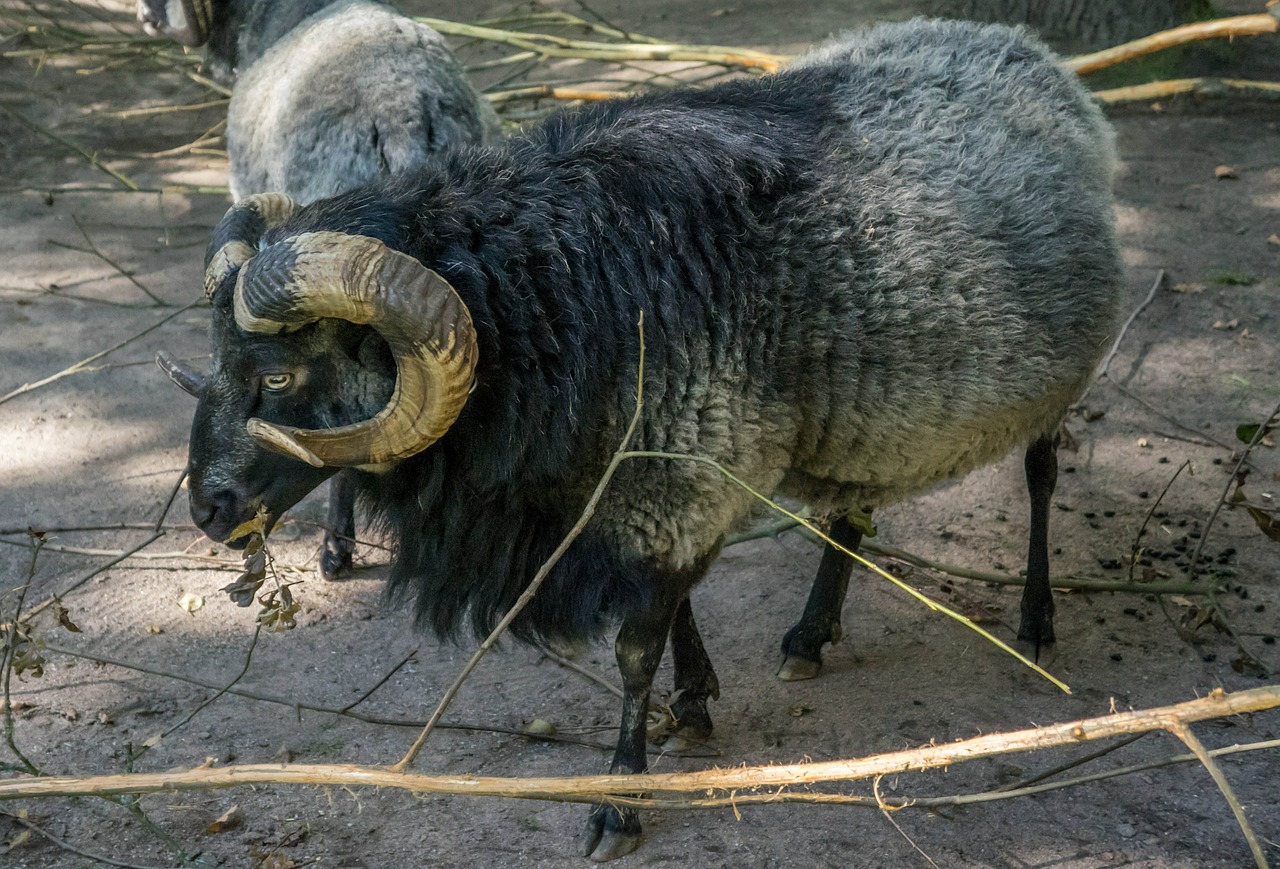 mountain goat farm nature free photo