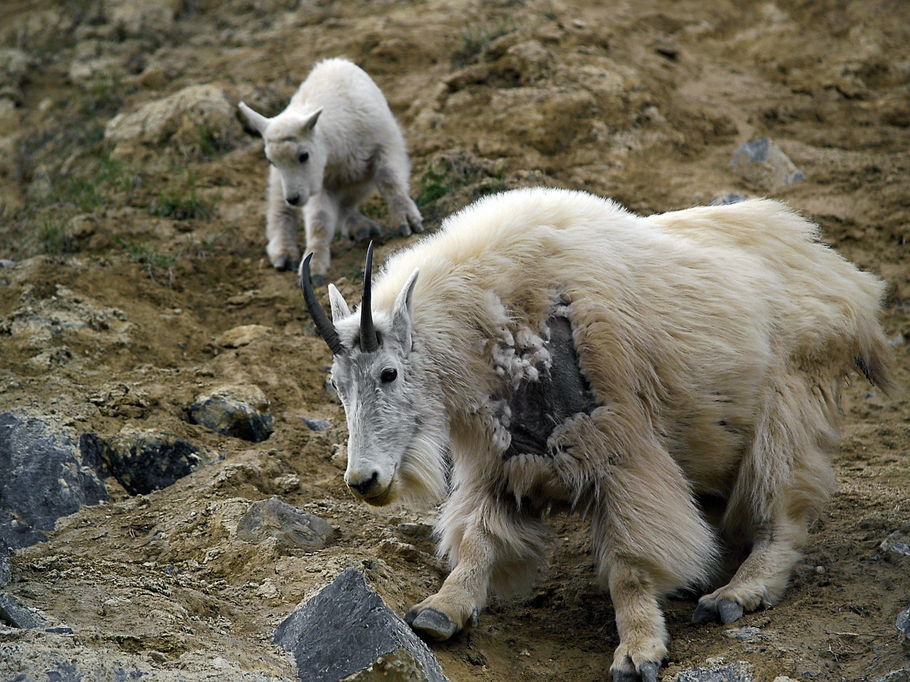 mountain goat canadien rockys animal free photo