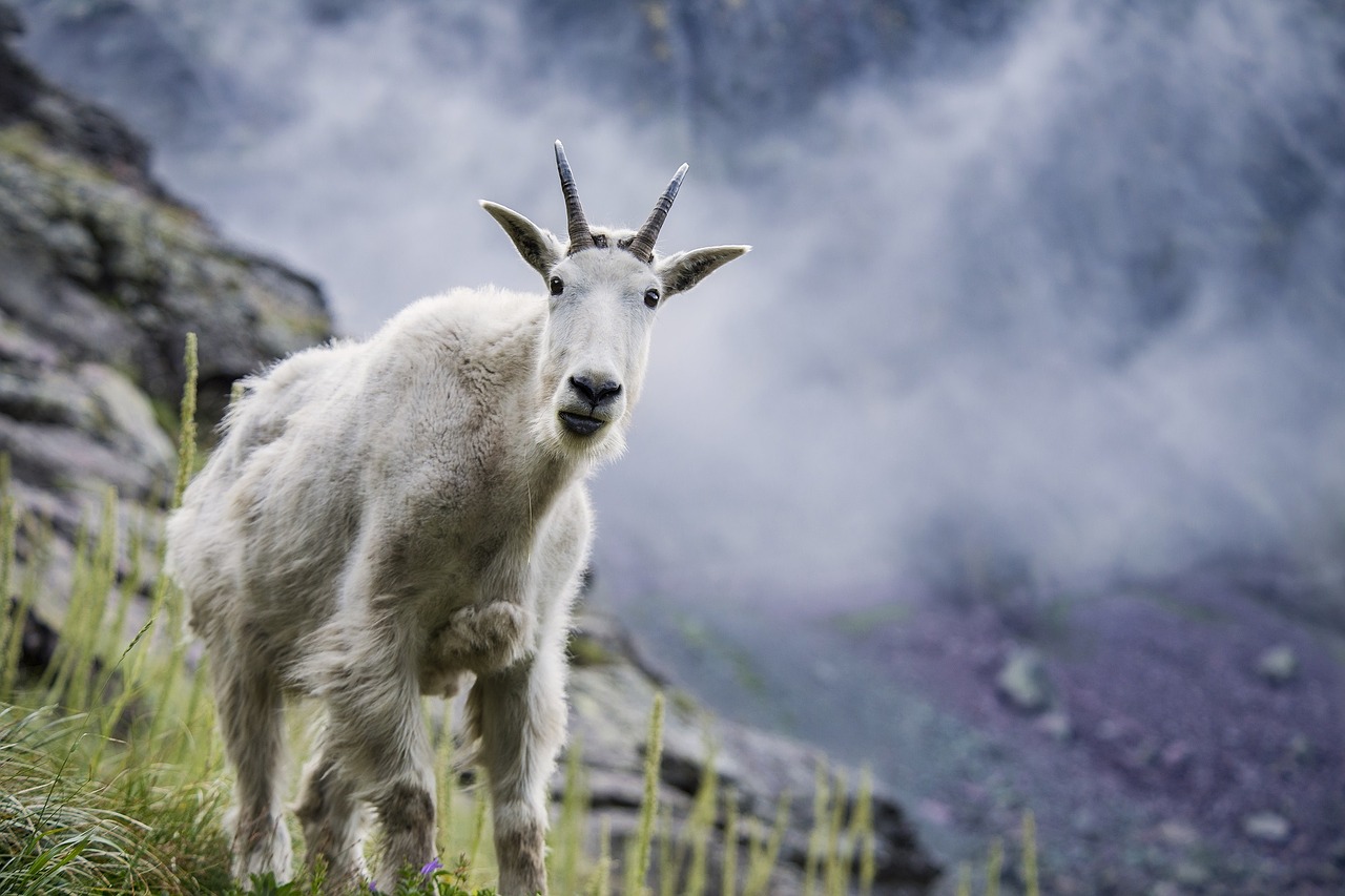 mountain goat wildlife nature free photo