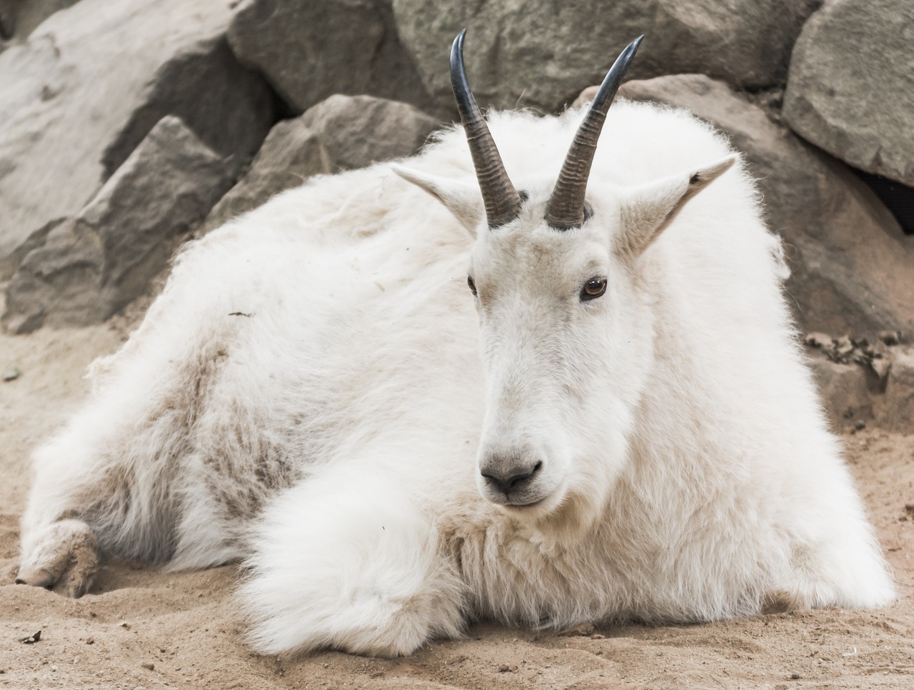 mountain goat zoo white free photo