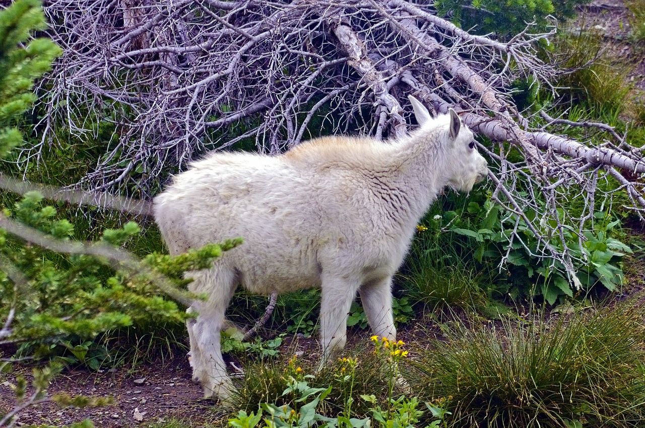 mountain goat lamb  alpine  forest free photo