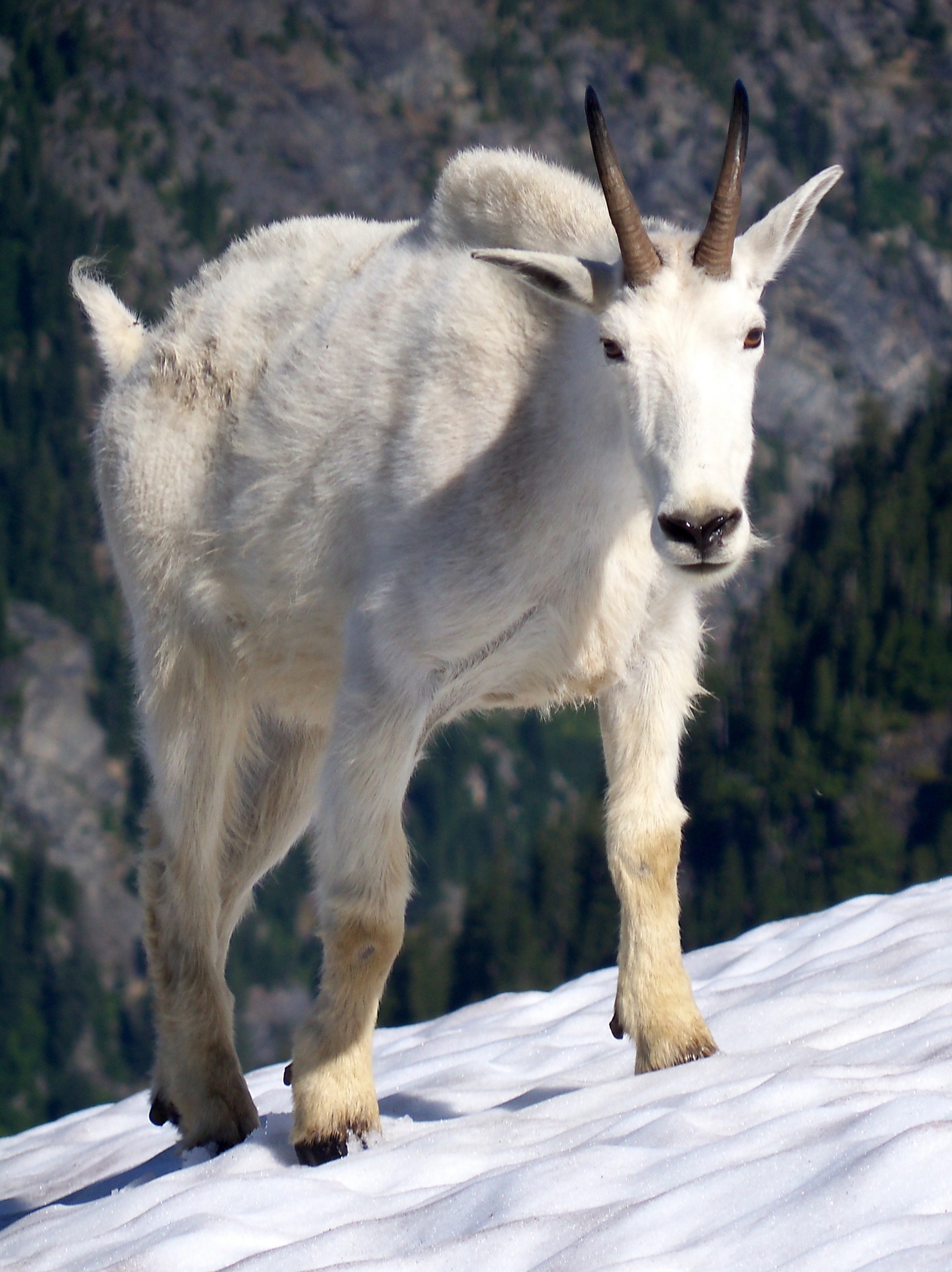 mountain goat portrait free photo