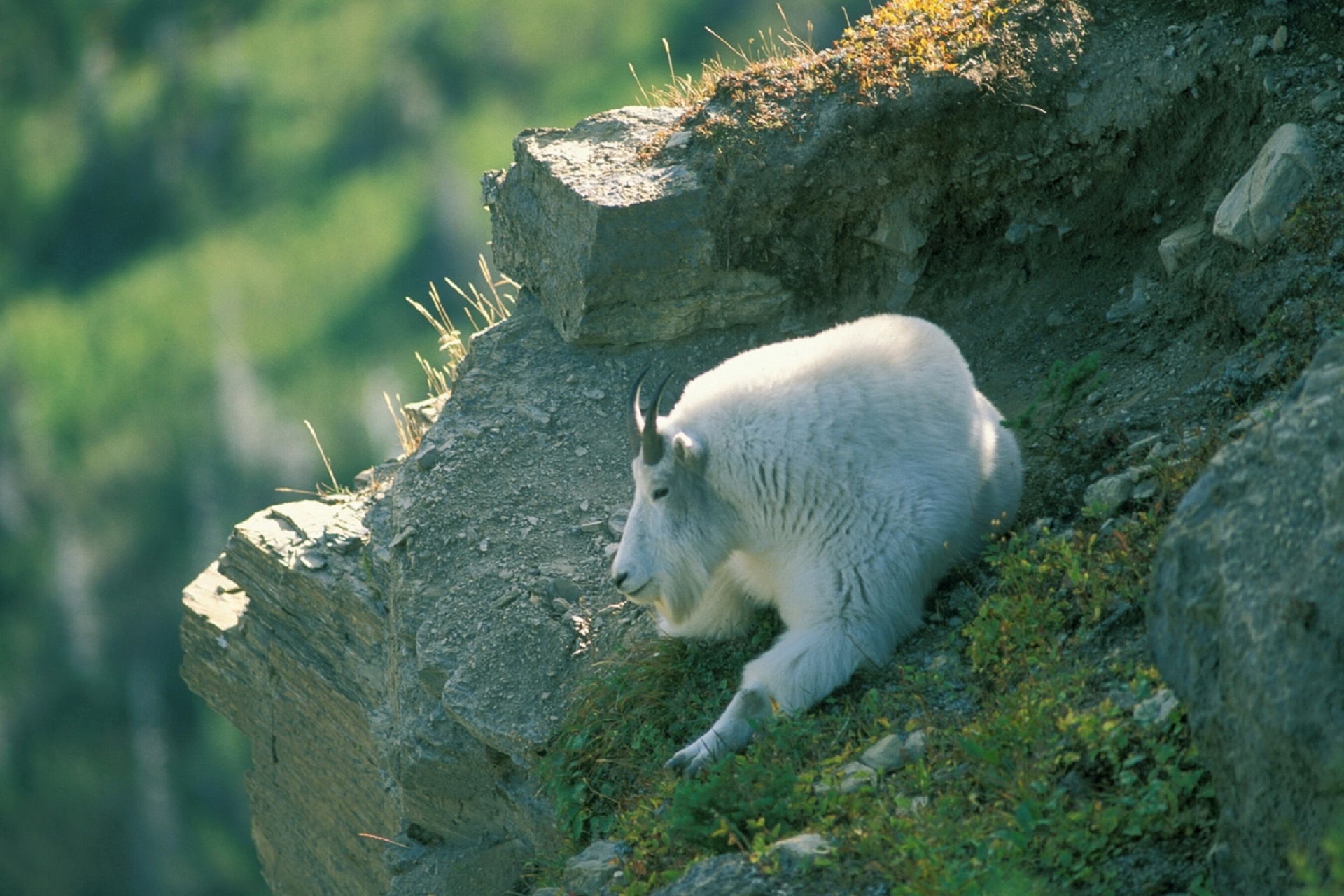 goat mountain resting free photo