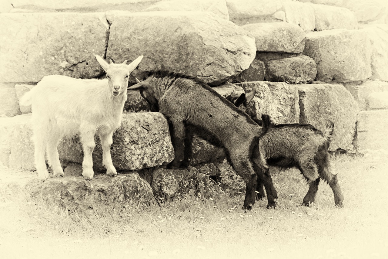 mountain goats black and white retro look free photo