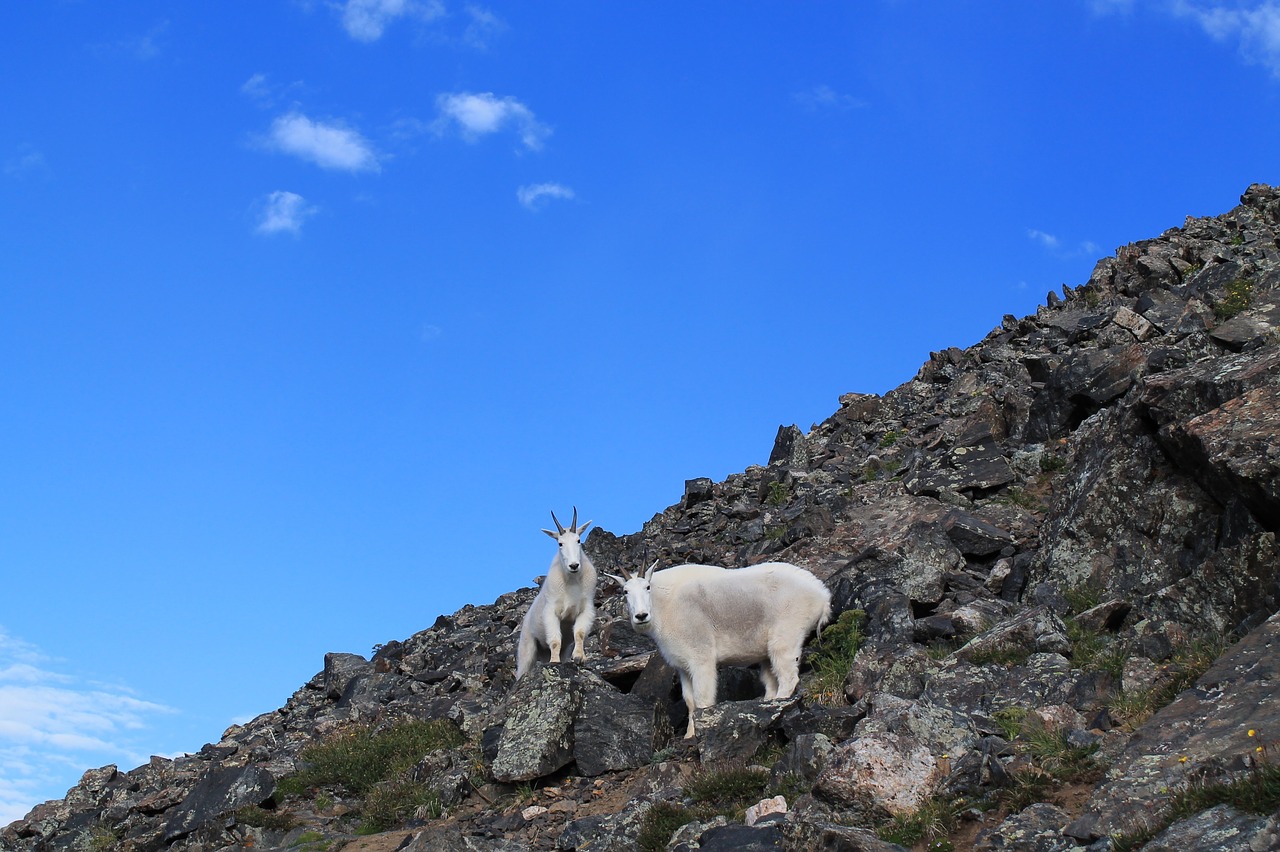 mountain goats animals colorado free photo