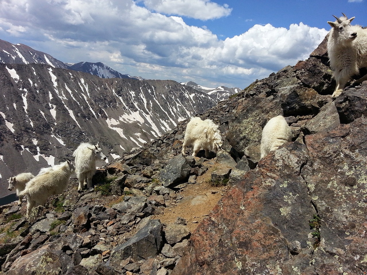 mountain goats goats mountain free photo