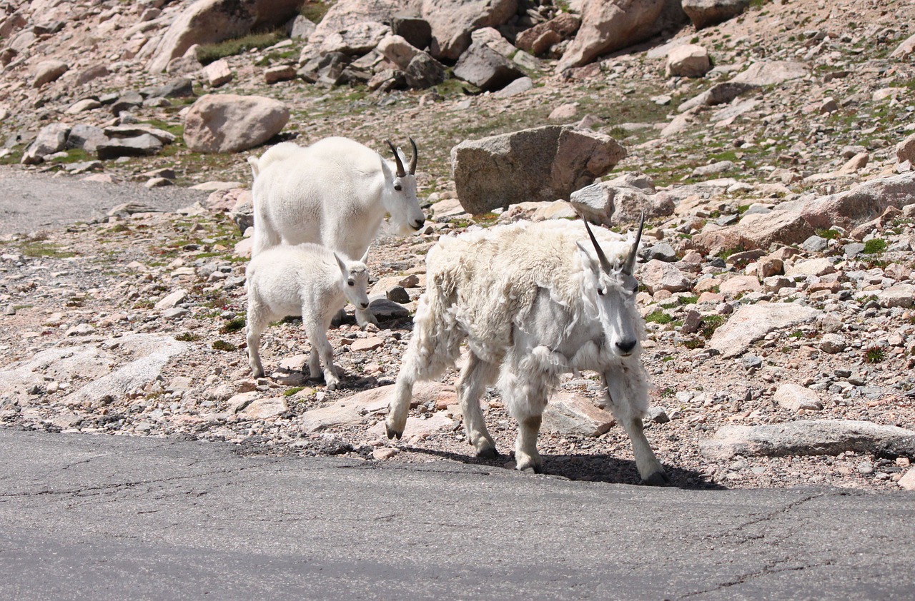 mountain goats  mt  evans free photo