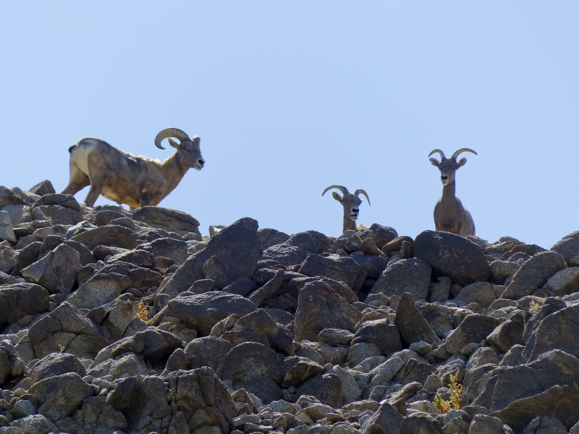 mountain goats ridge standing free photo