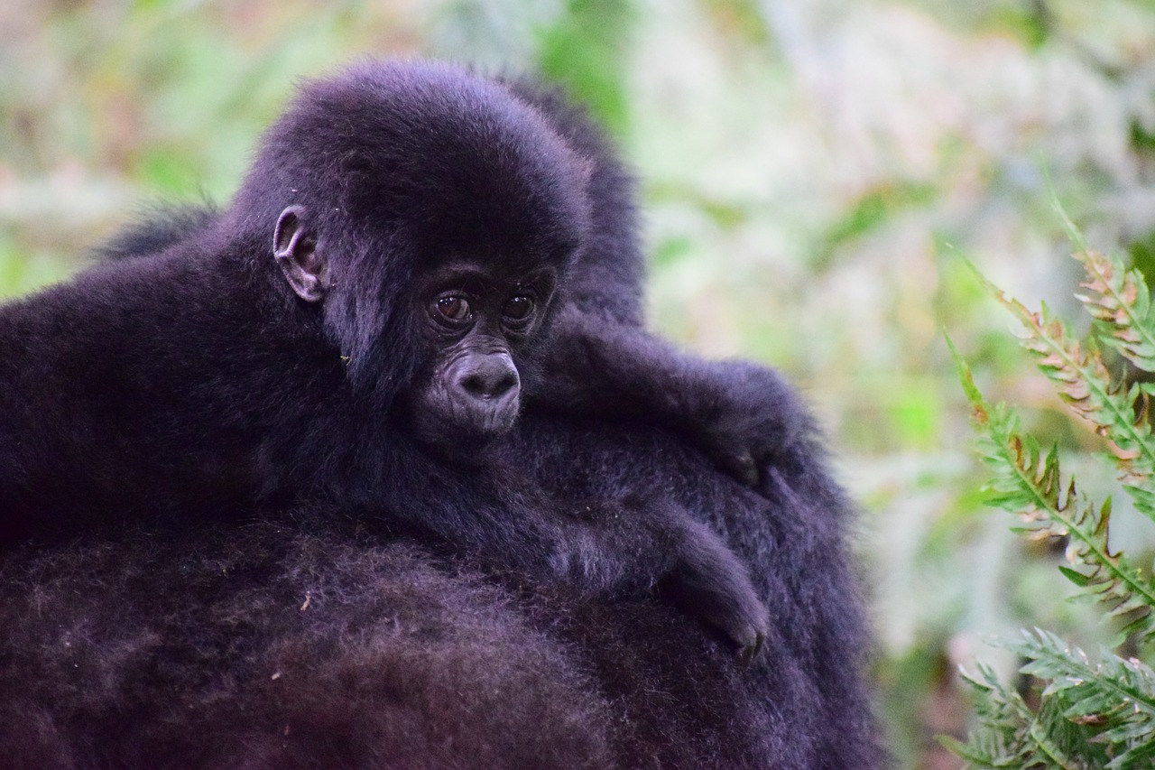mountain gorilla uganda primate free photo
