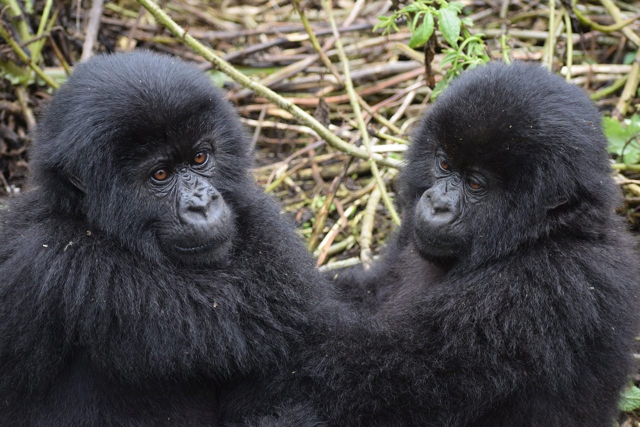 mountain gorilla  uganda  wildlife free photo