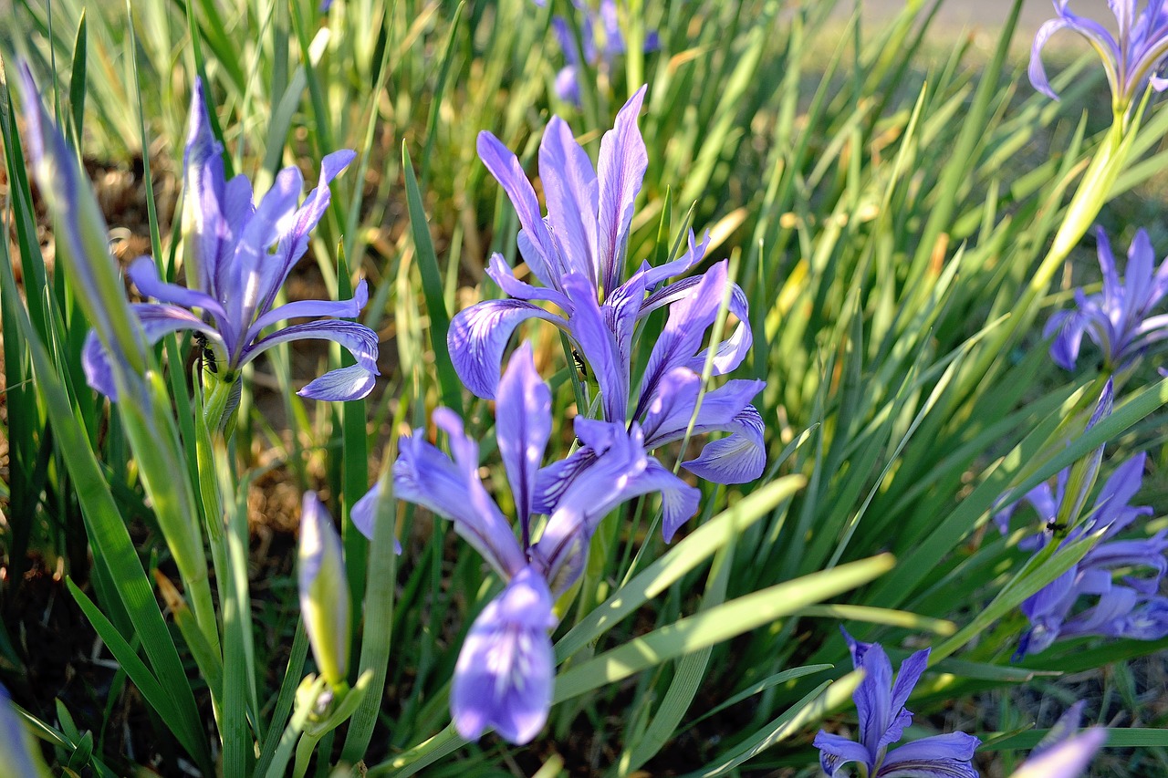 mountain iris flowers flora free photo