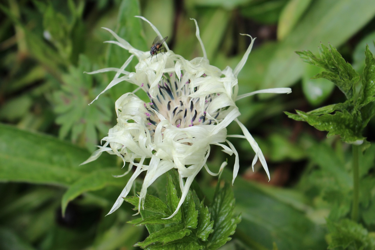 mountain knapweed alpine mountains free photo