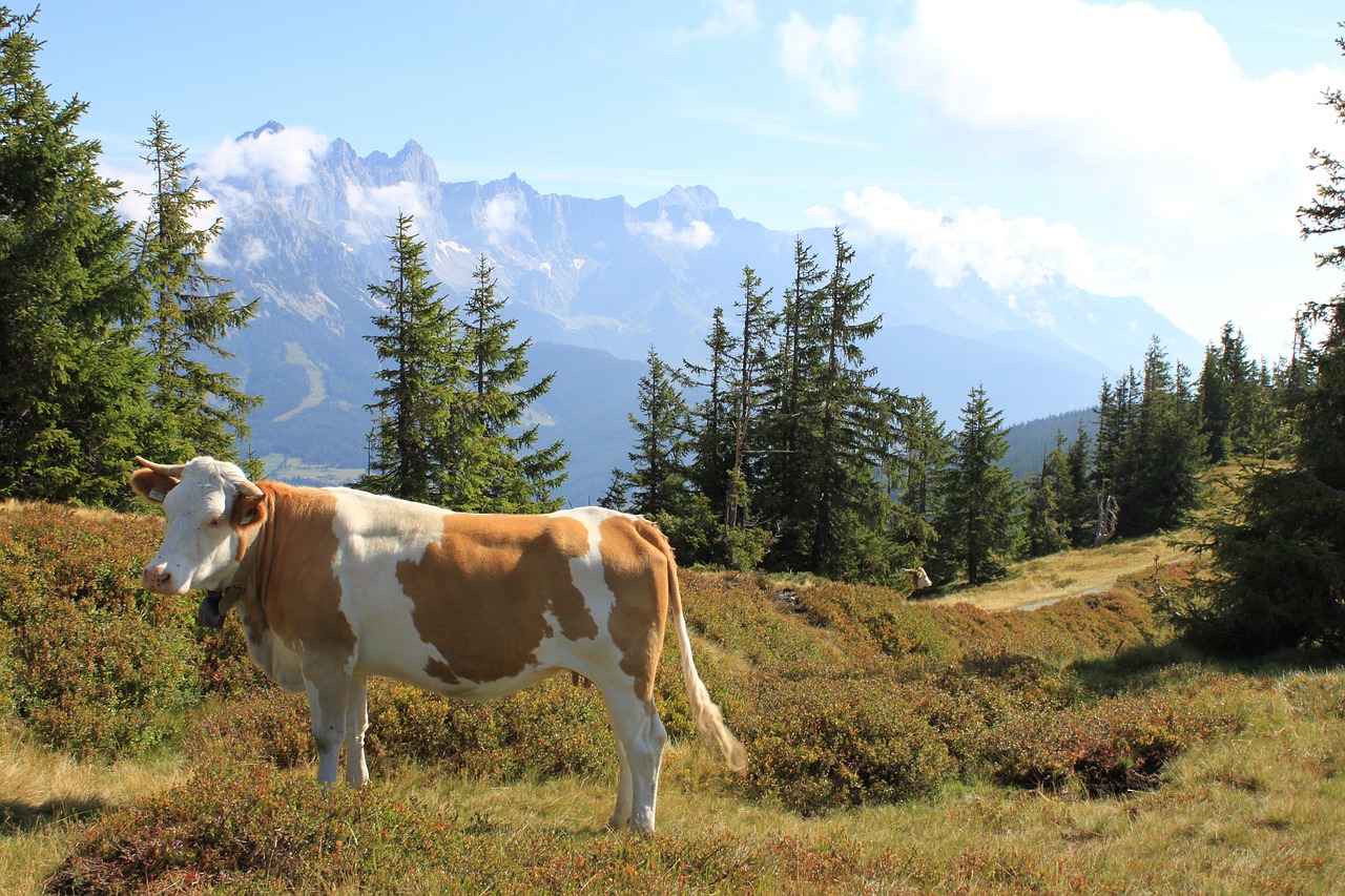 mountain landscape cow austria free photo