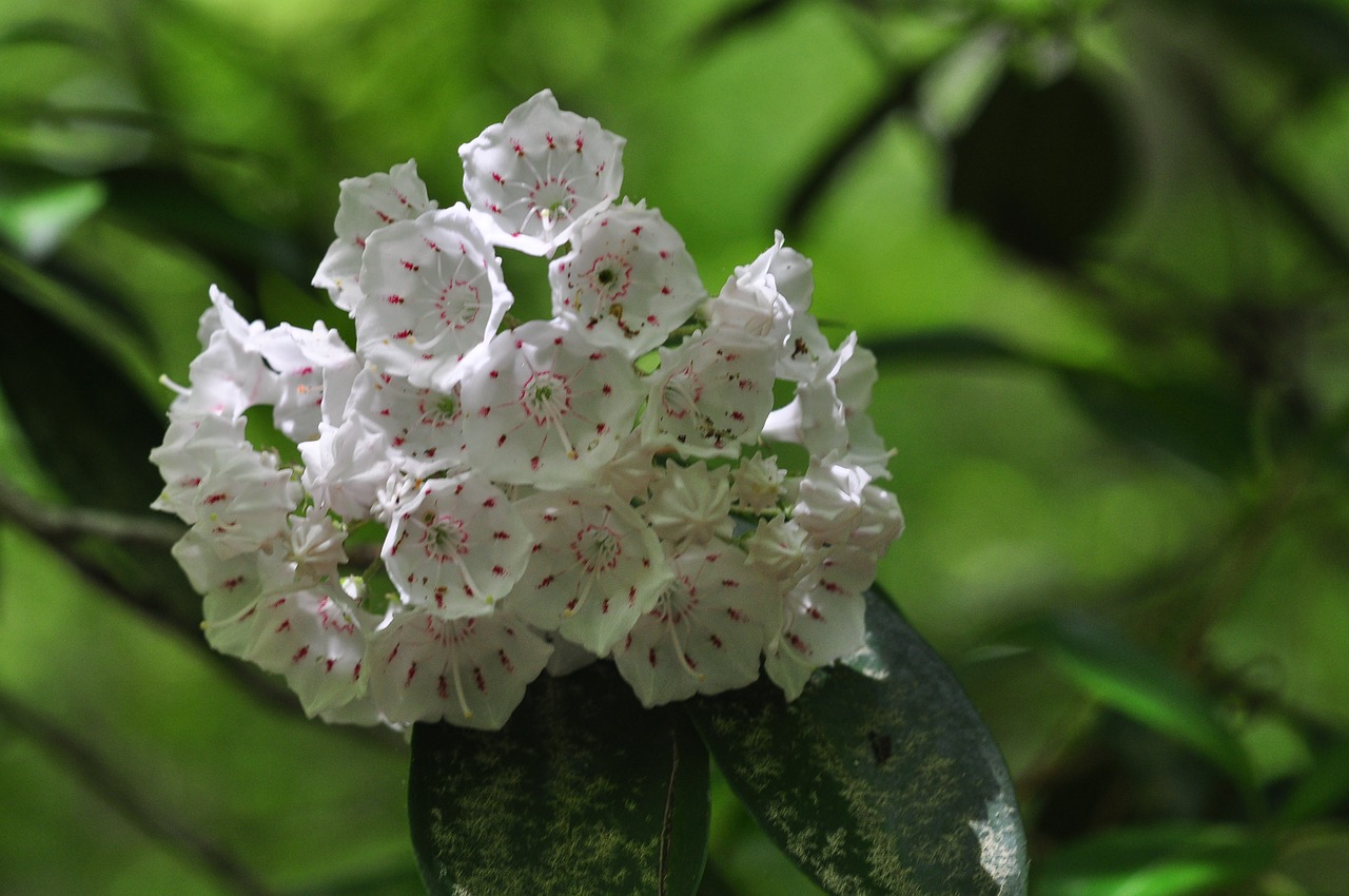 mountain laurel blooms nature free photo