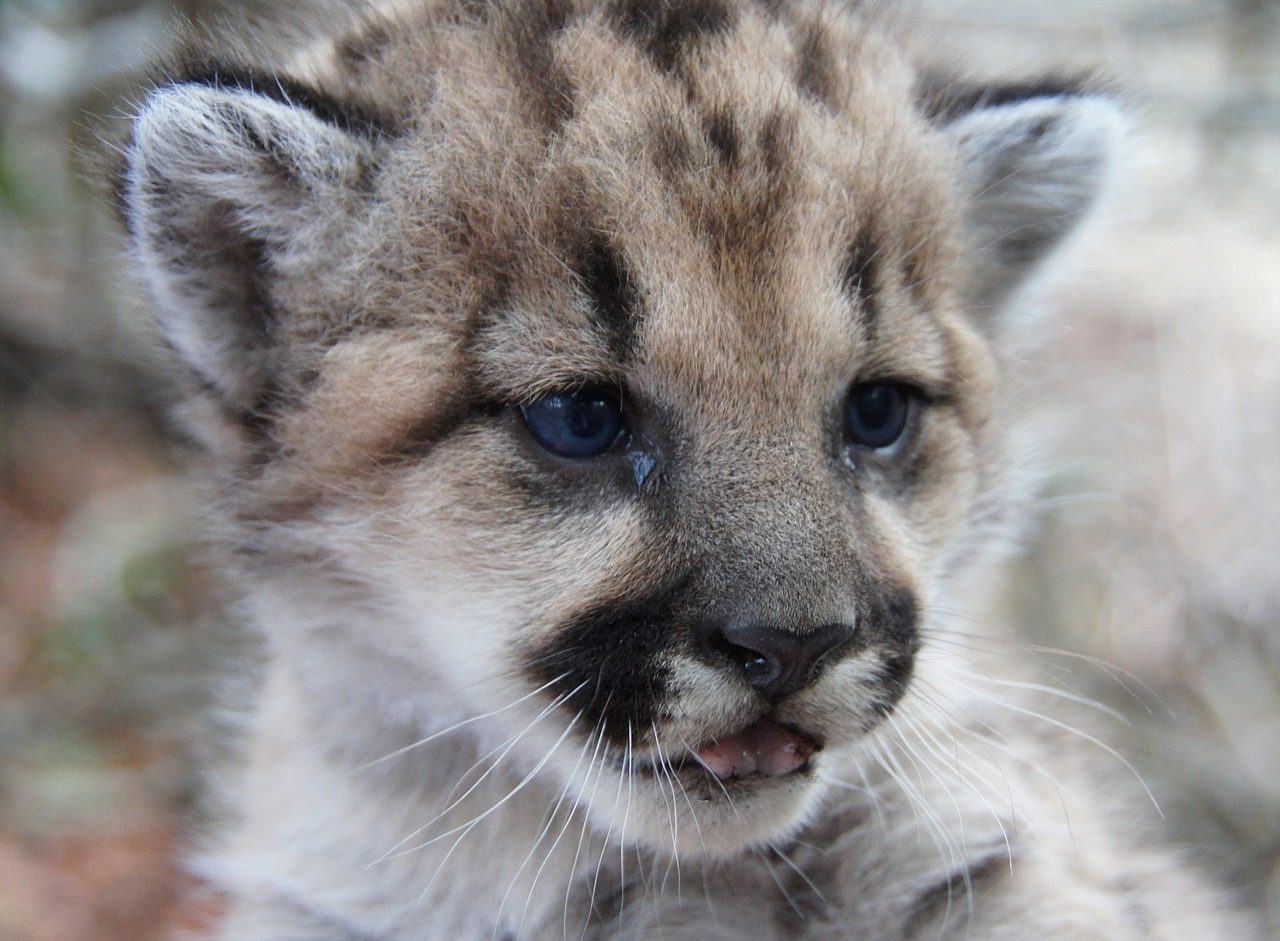 mountain lion cub portrait free photo