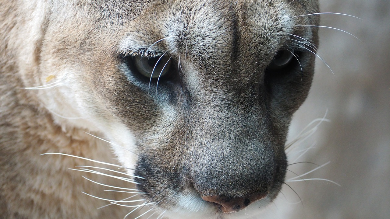 mountain lion cat mountain free photo