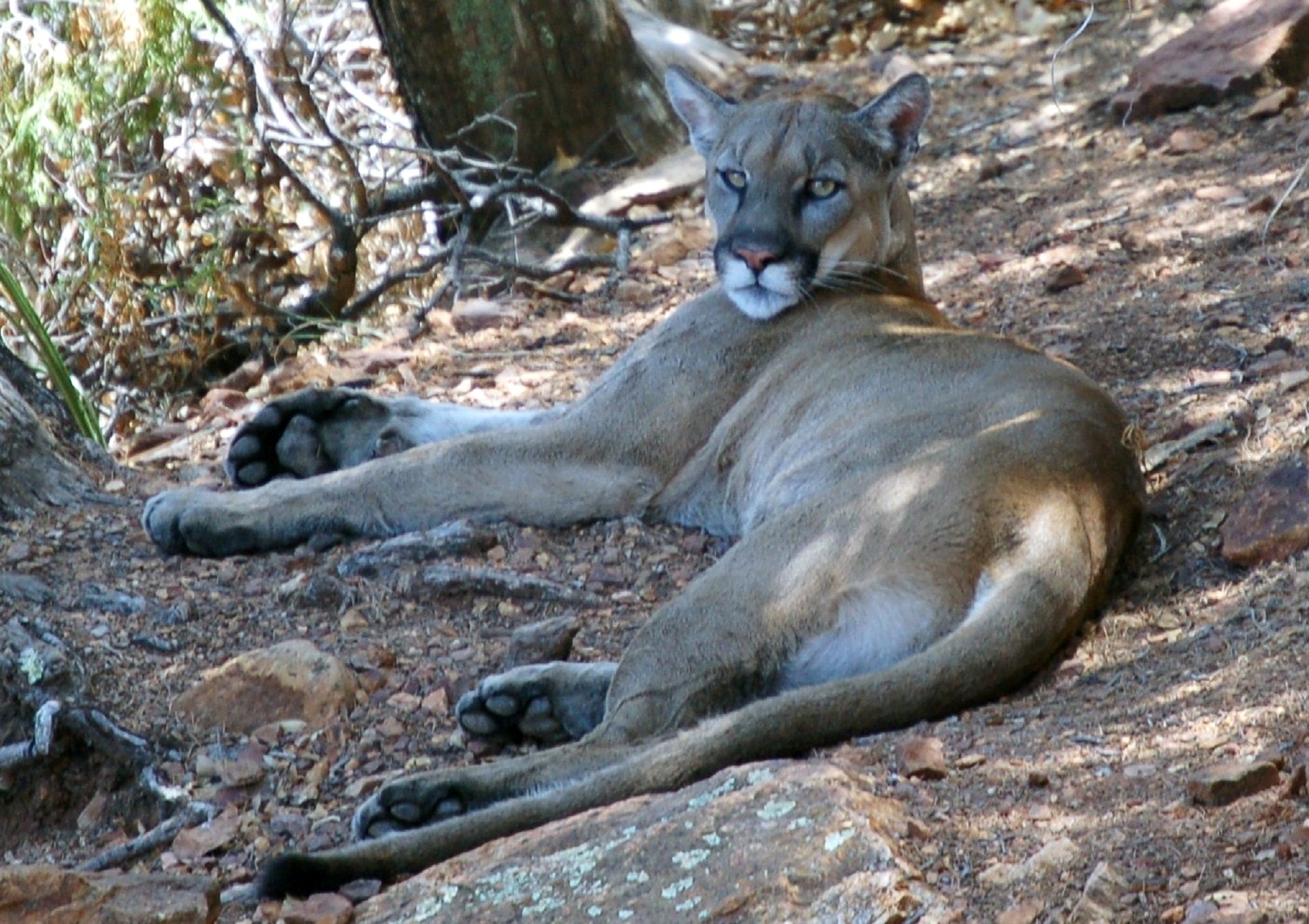 mountain lion cougar puma free photo
