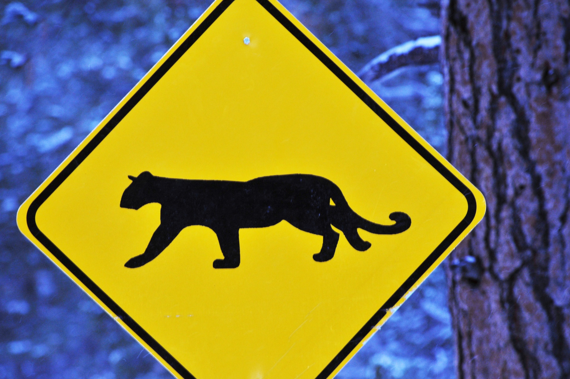 mountain lion sign highway free photo