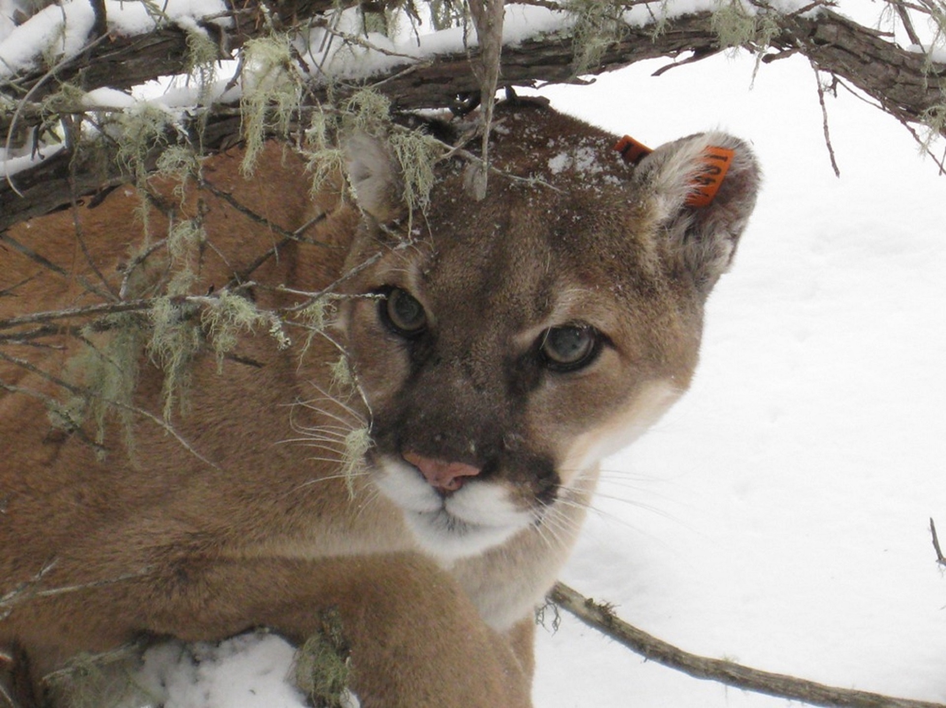 mountain lion puma cougar free photo