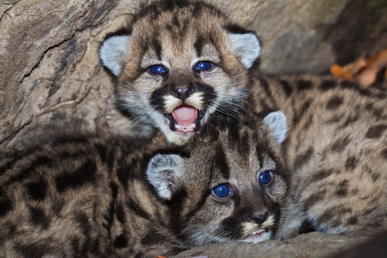 mountain lions cubs babies free photo