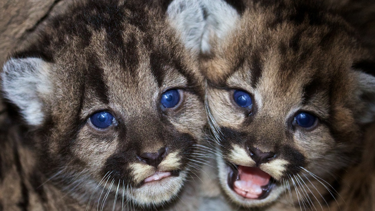 mountain lions cubs babies free photo