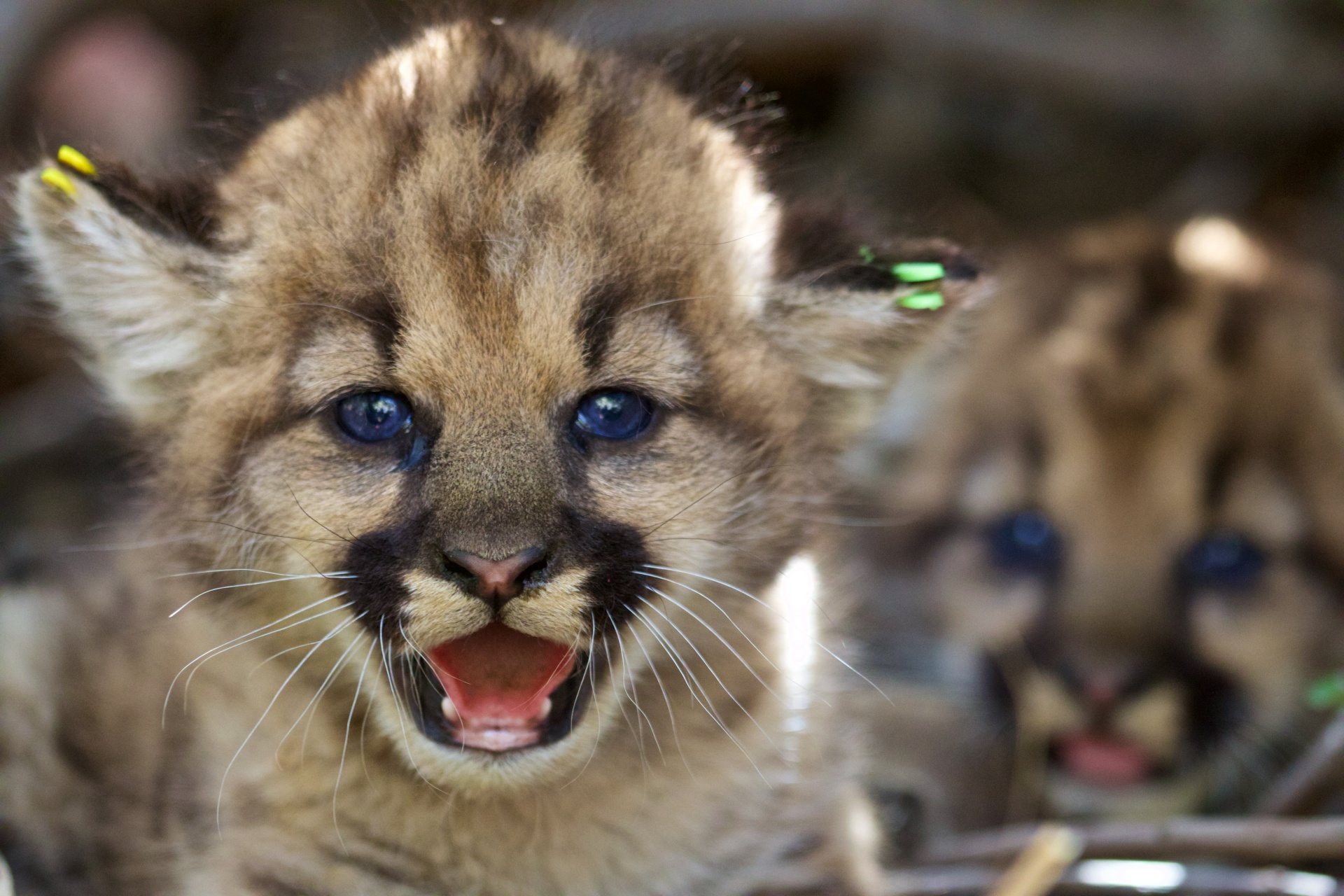 cougar mountain lion kitten free photo