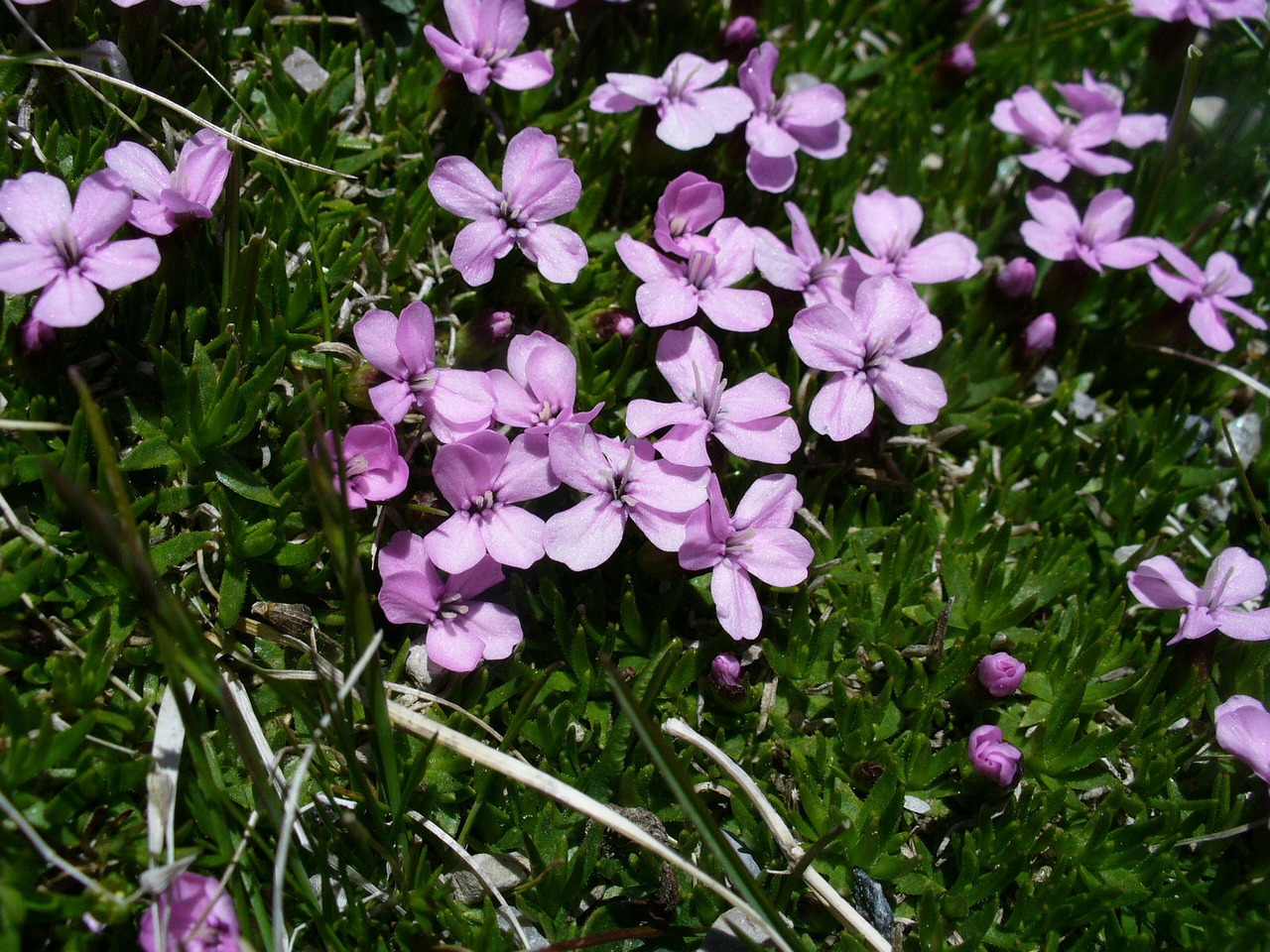 mountain mallow flowers mallow free photo