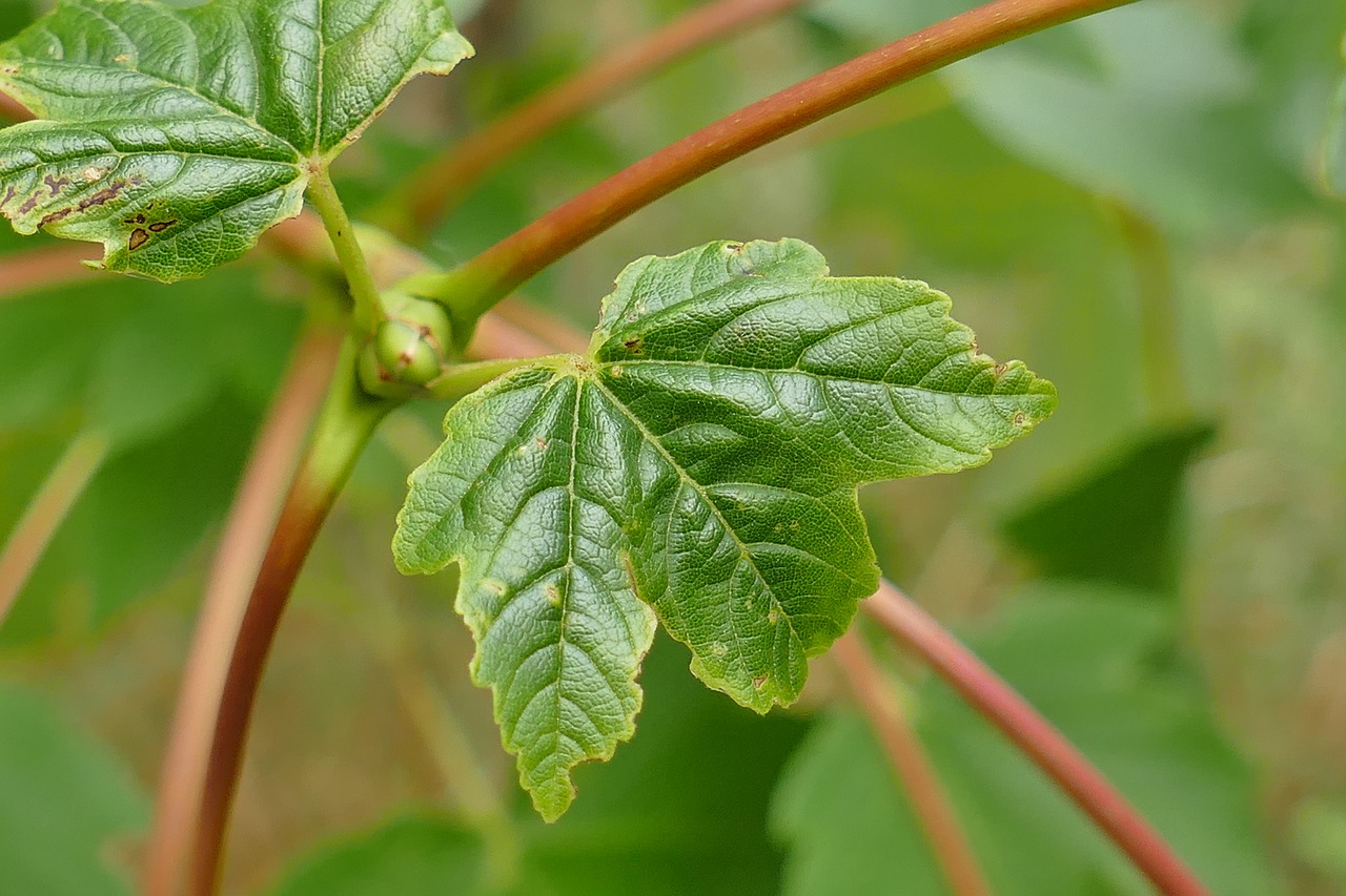 mountain maple close leaf free photo