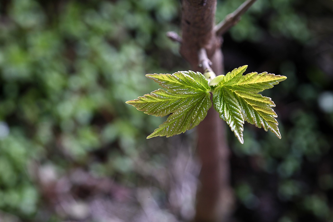 mountain maple  shoots  leaf free photo