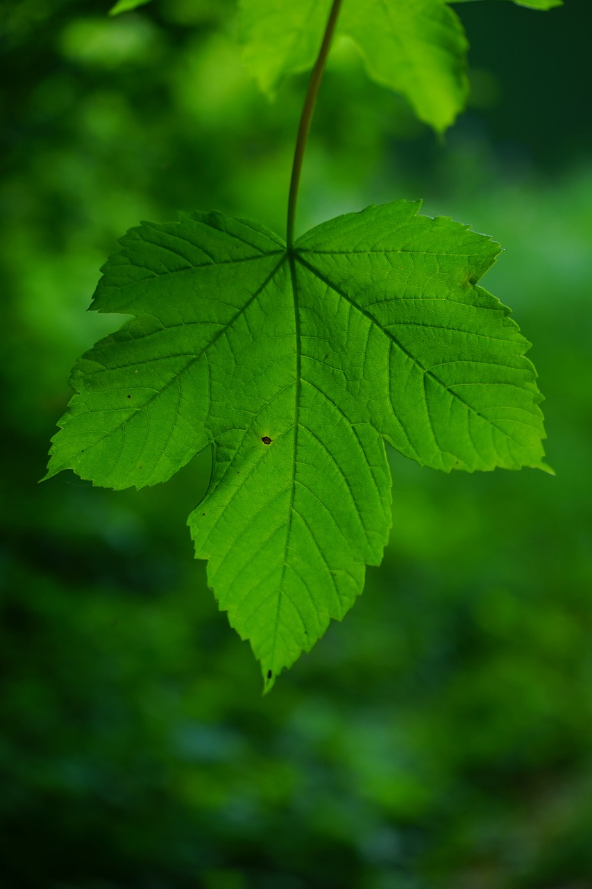 mountain maple leaf green free photo